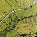 Bali Rice Terraces - aerial view of green grass field