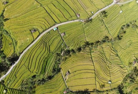 Bali Rice Terraces - aerial view of green grass field