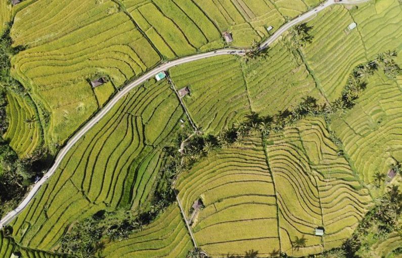 Bali Rice Terraces - aerial view of green grass field