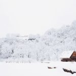 Japan Rural - snow-covered tree lot during daytime