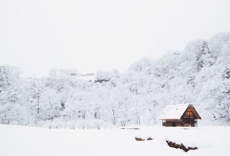 Japan Rural - snow-covered tree lot during daytime