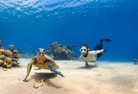 Scuba Diving - a sea turtle and person swimming next to each other