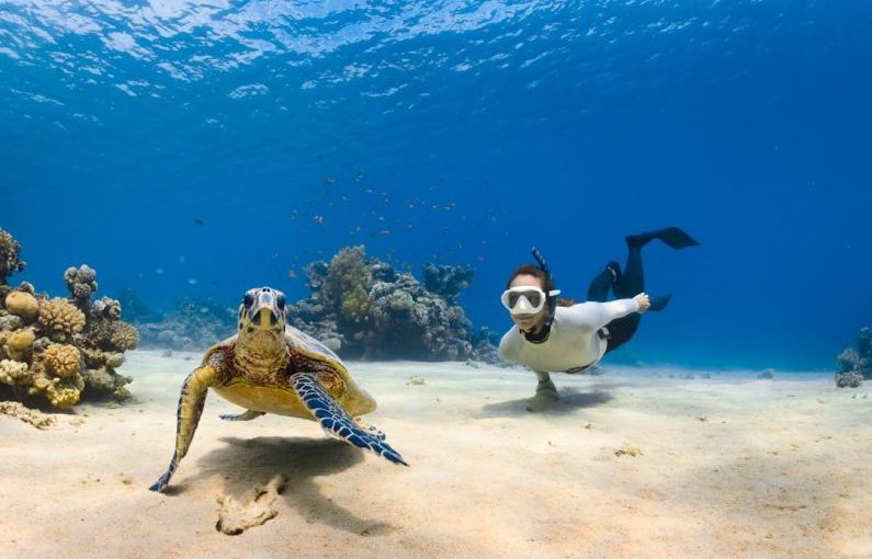 Scuba Diving - a sea turtle and person swimming next to each other