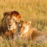 Serengeti Safari - a couple of lions laying on top of a grass covered field
