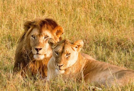 Serengeti Safari - a couple of lions laying on top of a grass covered field