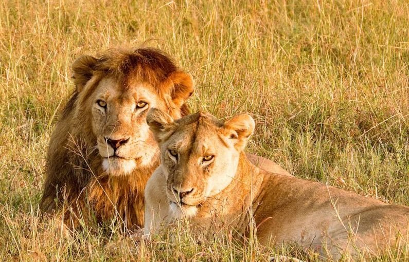 Serengeti Safari - a couple of lions laying on top of a grass covered field