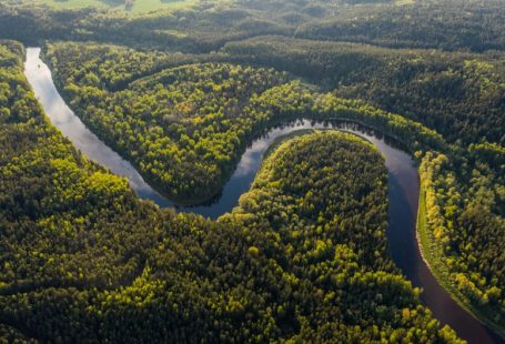 Amazon Rainforest - aerial view of green trees and river during daytime