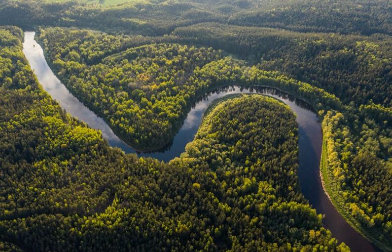 Amazon Rainforest - aerial view of green trees and river during daytime