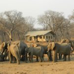 Eco Lodge - group of elephant walking on brown dirt during daytime