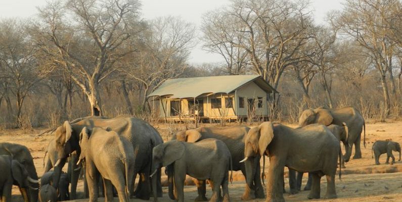 Eco Lodge - group of elephant walking on brown dirt during daytime