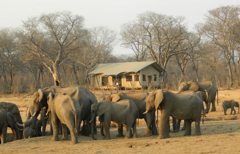Eco Lodge - group of elephant walking on brown dirt during daytime