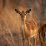Wildlife Conservation - brown deer on brown grass field during daytime