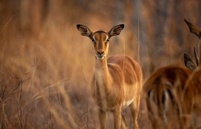 Wildlife Conservation - brown deer on brown grass field during daytime