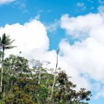 Rainforest Exploration - a group of trees and blue sky