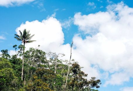 Rainforest Exploration - a group of trees and blue sky