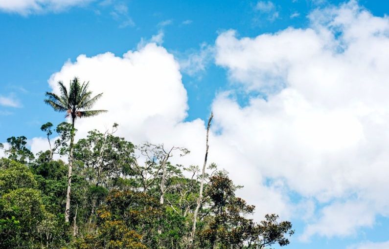 Rainforest Exploration - a group of trees and blue sky