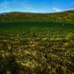 Marine Conservation - green grass field under blue sky during daytime