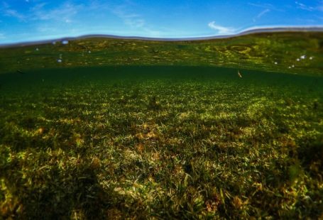 Marine Conservation - green grass field under blue sky during daytime