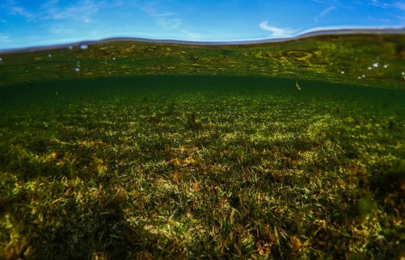 Marine Conservation - green grass field under blue sky during daytime