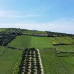 Agro Tourism - green grass field under blue sky during daytime