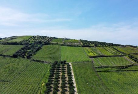 Agro Tourism - green grass field under blue sky during daytime