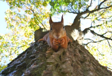 Wildlife Encounter - brown squirrel on green leafed tree