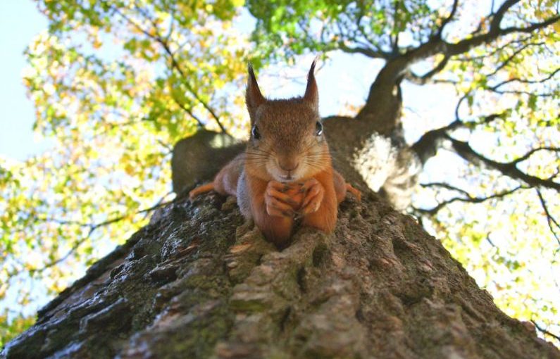 Wildlife Encounter - brown squirrel on green leafed tree